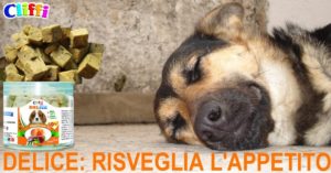 CANE INAPPETENTE PER IL CALDO