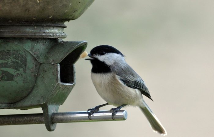 NUTRIRE GLI UCCELLI SELVATICI